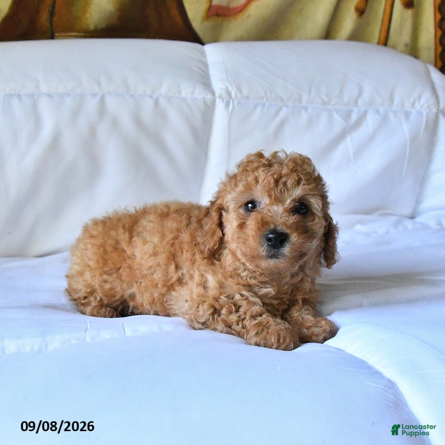 Toy Poodle dogs Toby - Ad 2