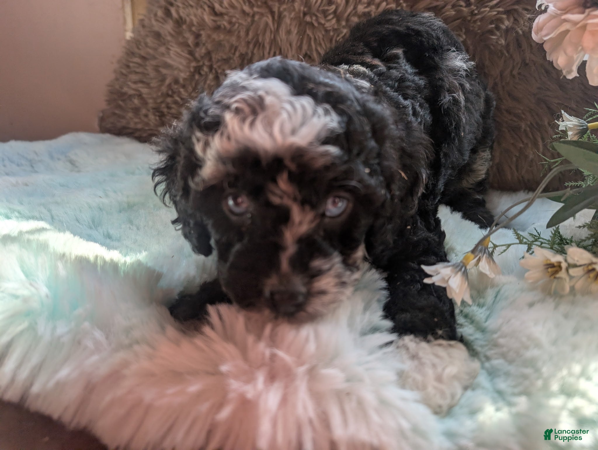 Labradoodle dogs Labradoodle 2 - Ad 8