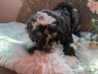 Labradoodle dogs Labradoodle 2 - Ad 8