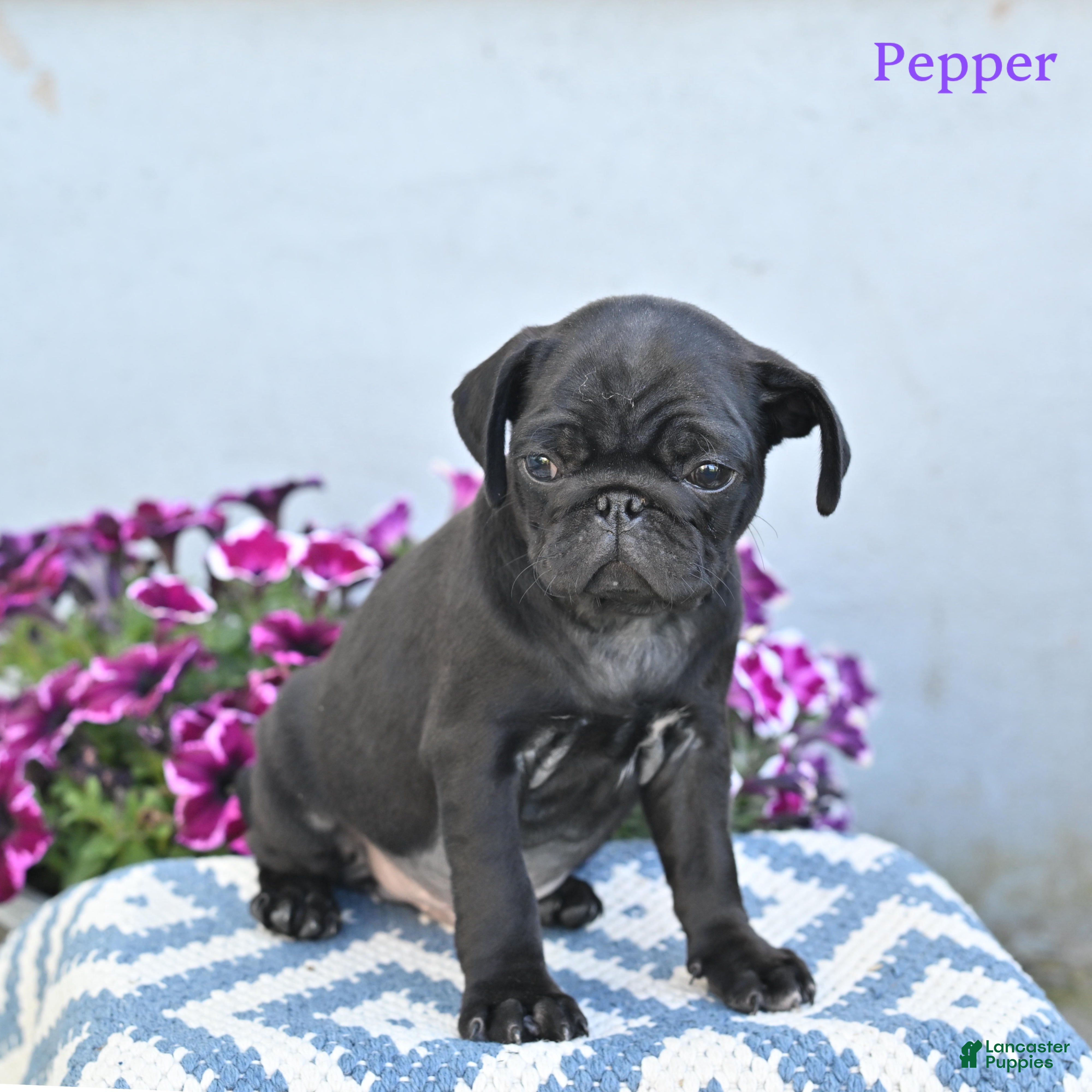 Pug dogs for sale: Pepper - Ad 3