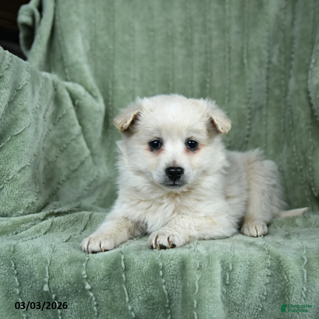 Mixed Breed dogs for sale: Ghost  - Ad 2