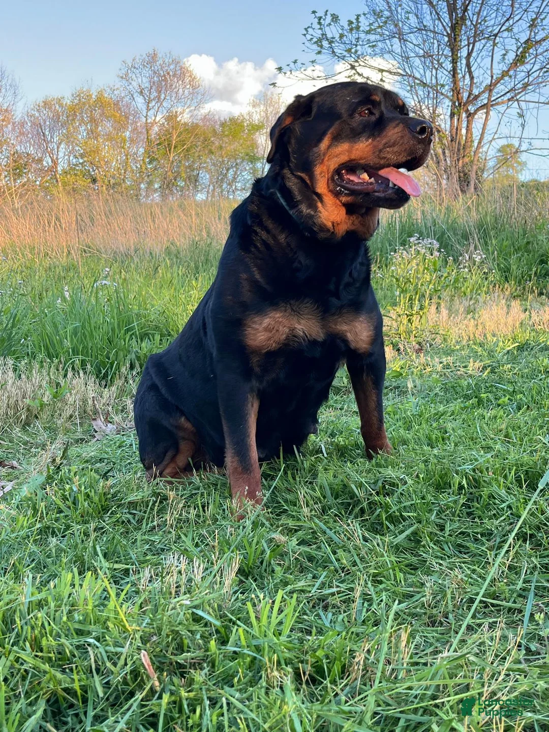 Rottweiler dogs for sale: Victor - Ad 2