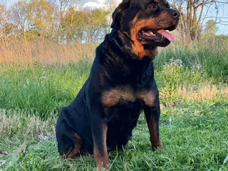 Rottweiler dogs Victor - Ad 42