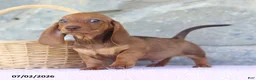 Miniature Dachshund dogs for sale: Wade - Ad 4