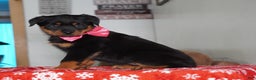 Rottweiler dogs for sale: Lola - Ad 5