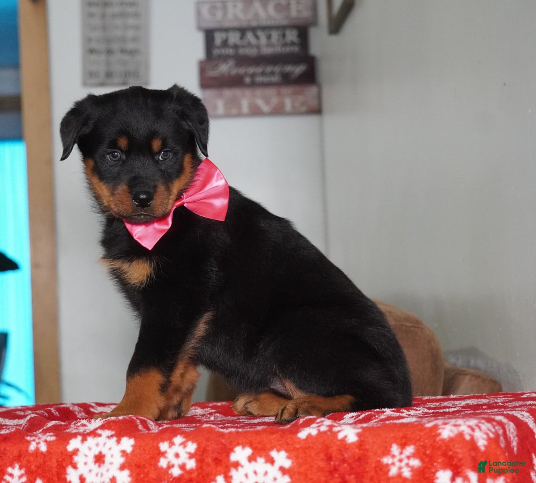 Rottweiler dogs for sale: Lola - Ad 5