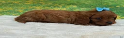 Cavapoo dogs for sale: Redford - Ad 2