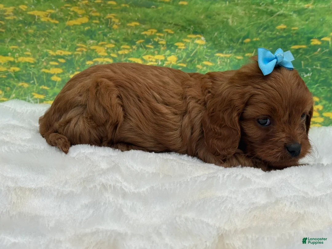 Cavapoo dogs for sale: Redford - Ad 2