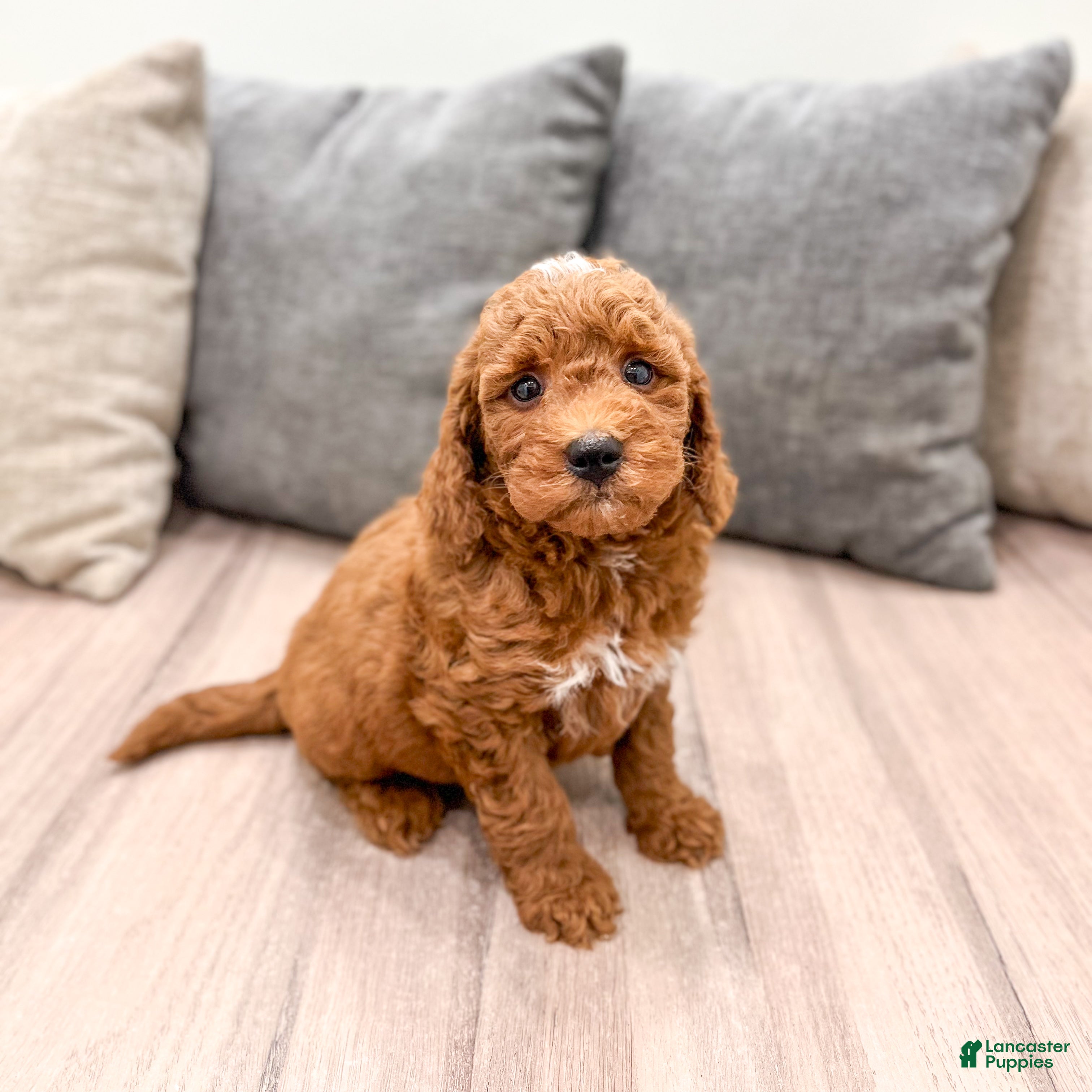 Mini Goldendoodle dogs Jimmy - Ad 1