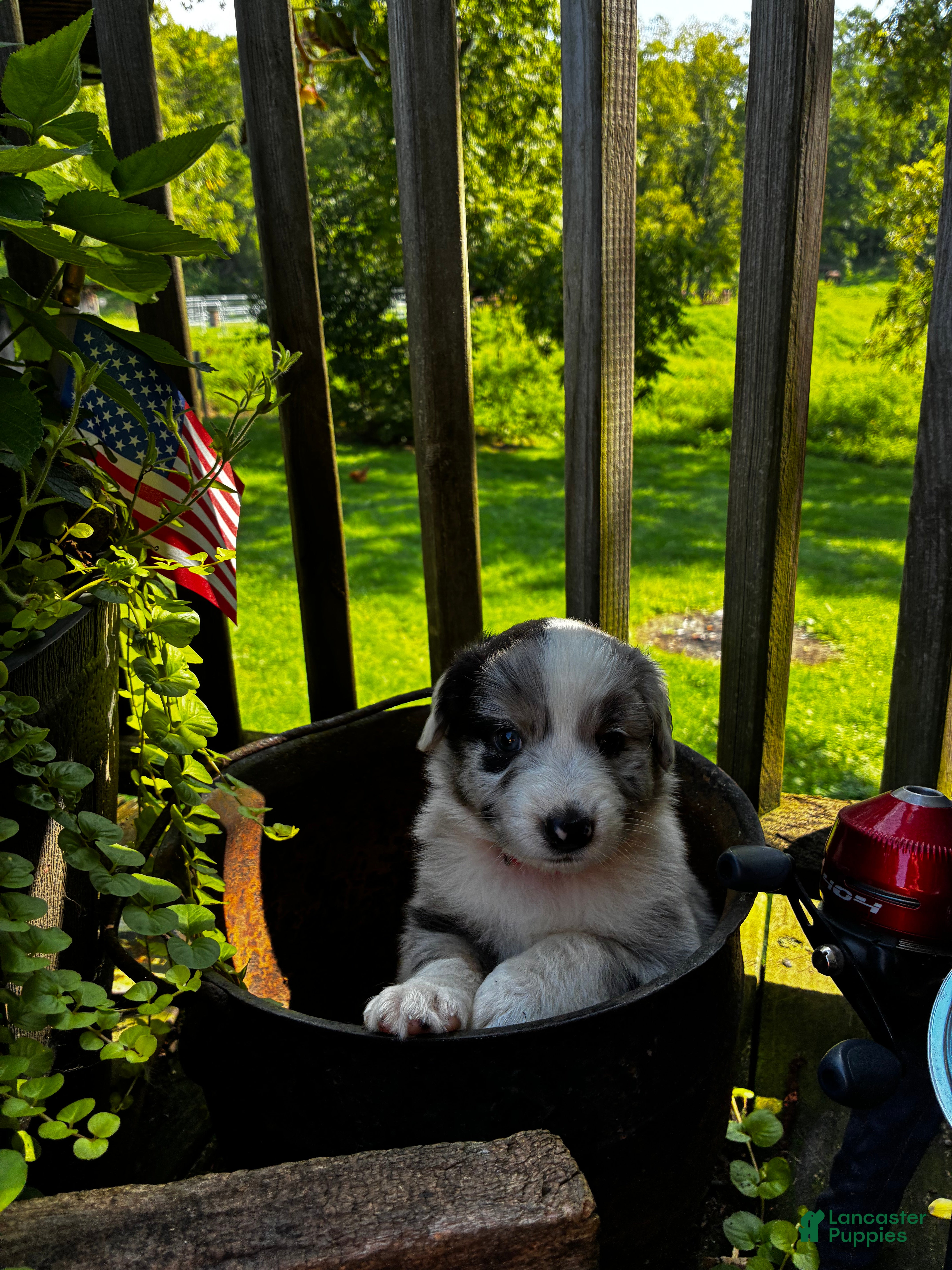 Australian Shepherd dogs Australian Shepherd 4 - Ad 10