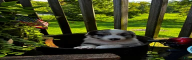 Australian Shepherd 4