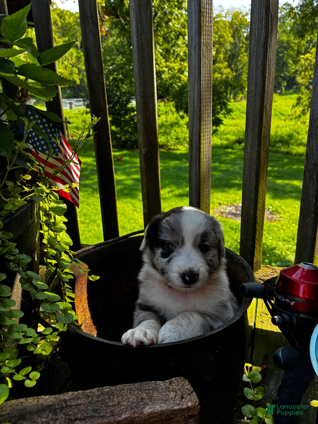 Australian Shepherd dogs for sale: Australian Shepherd 4 - Ad 1