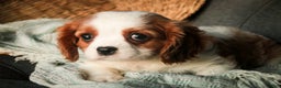 Cavalier King Charles Spaniel dogs for sale: Barnaby - Ad 7