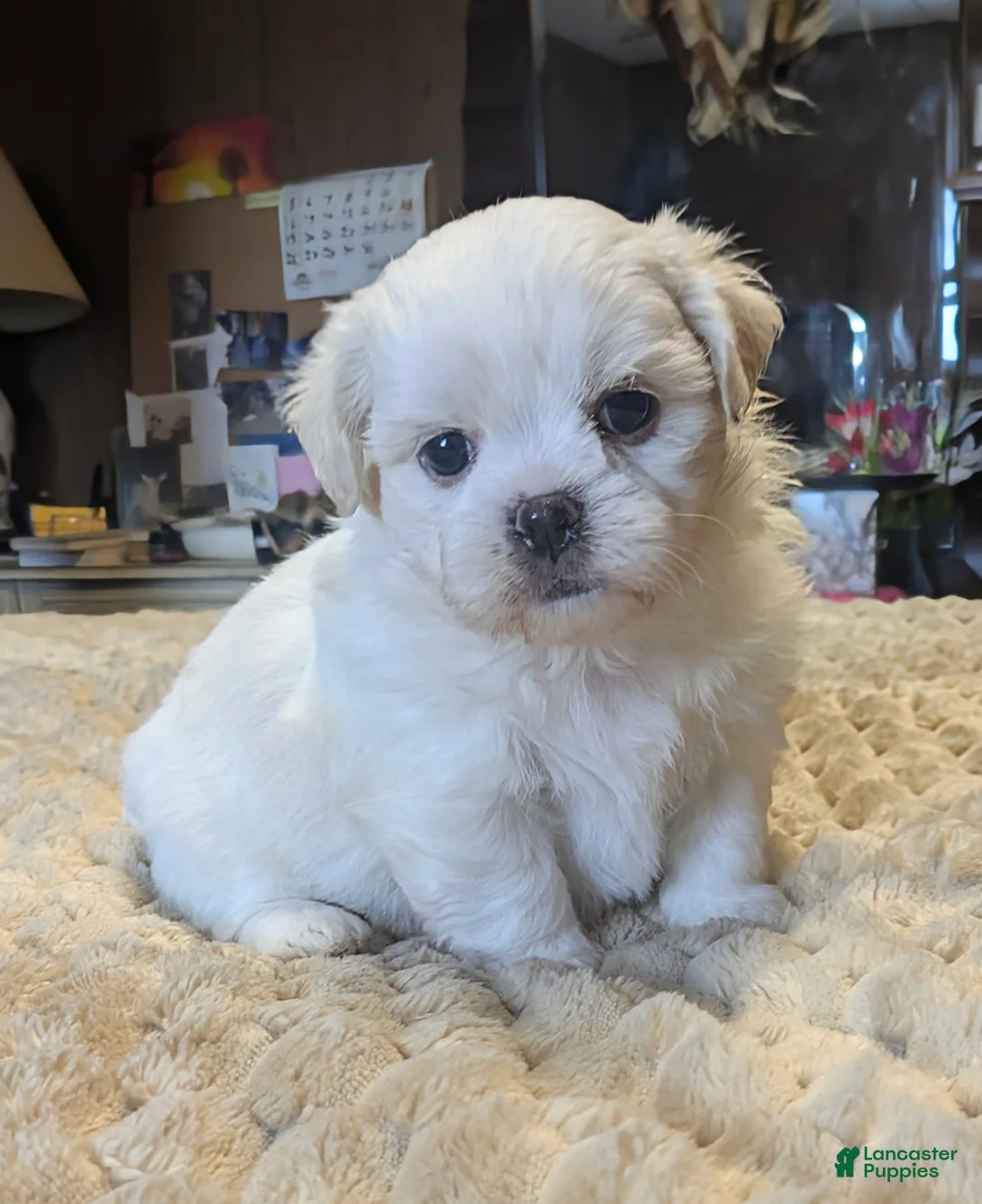 Malshi dogs for sale: Sherpa  - Ad 1