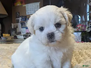 Malshi dogs for sale: Sherpa - Ad 1