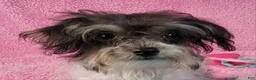 Yorkiepoo dogs for sale: Victoria Frills - Ad 1