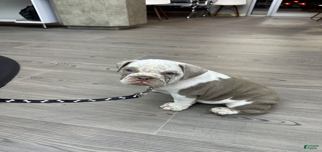 Gallery Image {{count}}