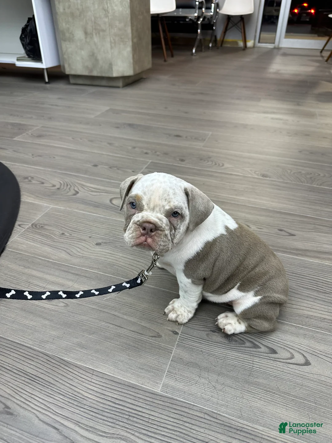 Gallery Image {{count}}