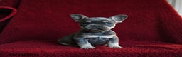 French Bulldog dogs for sale: Flicker - Ad 3
