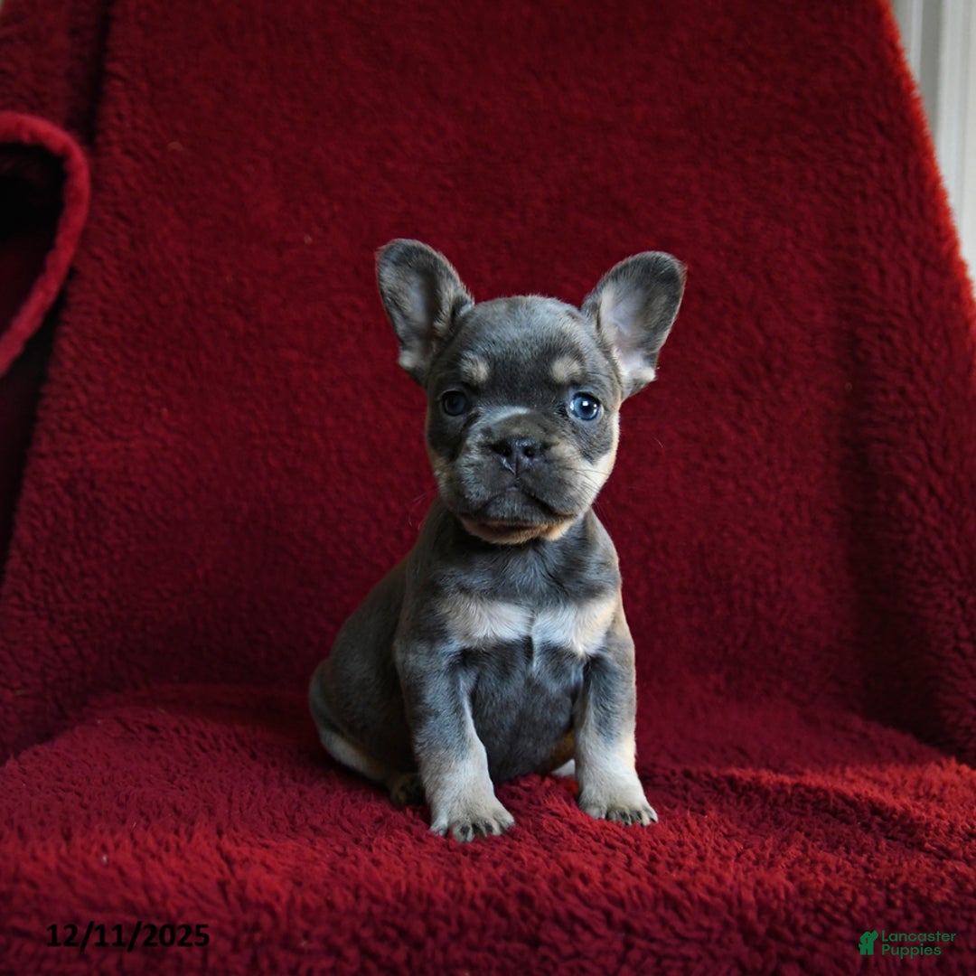 French Bulldog dogs for sale: Flicker - Ad 3
