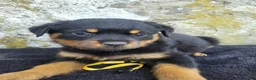 Rottweiler dogs for sale: Mini - Ad 3