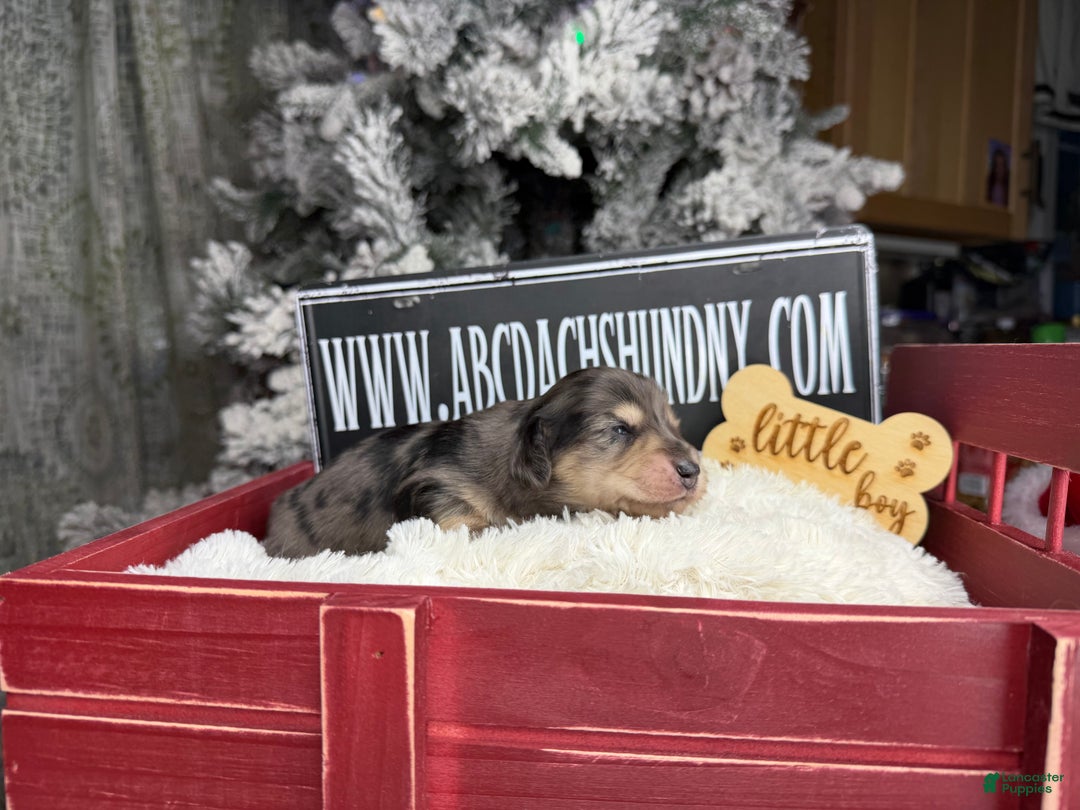 Miniature Dachshund dogs for sale: Black and cream dapple - Ad 3