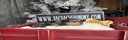 Miniature Dachshund dogs for sale: Black and cream dapple - Ad 4