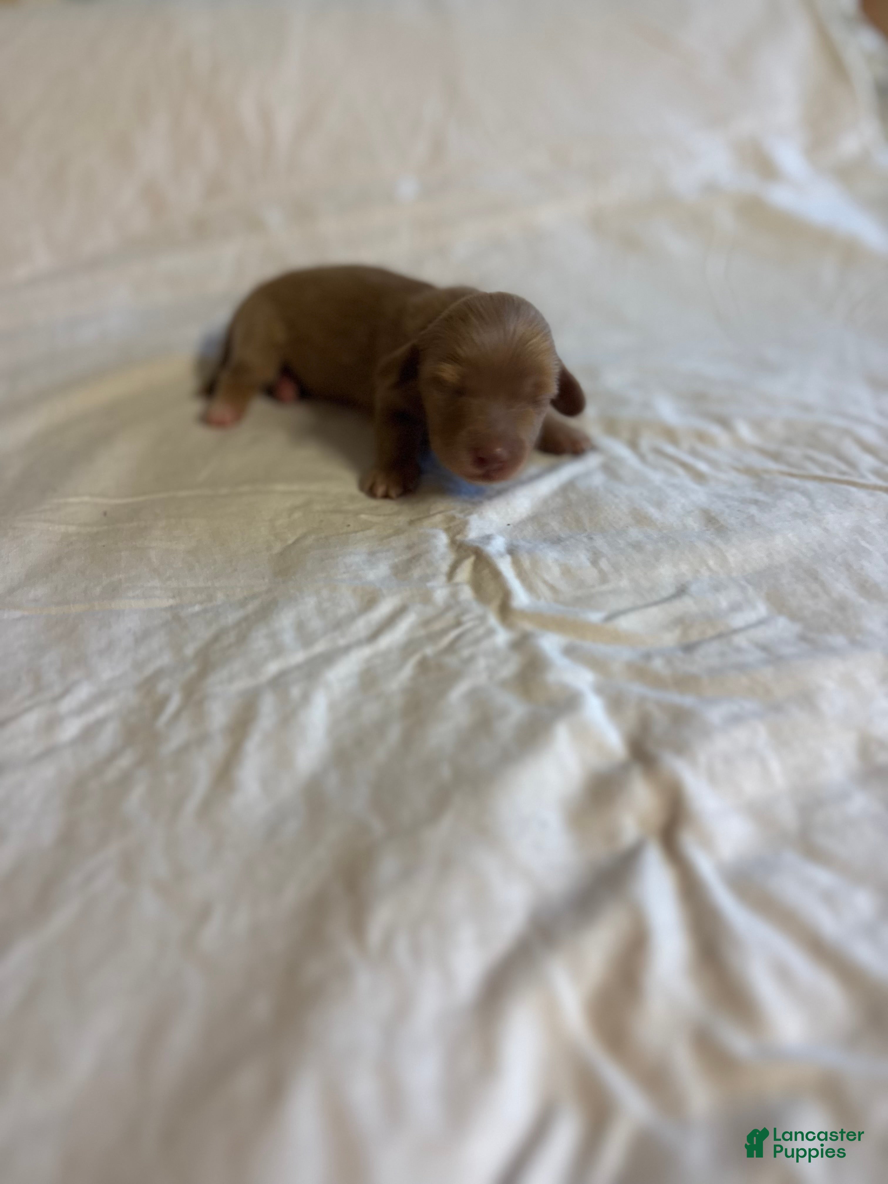 Dachshund dogs Timmy - Ad 1