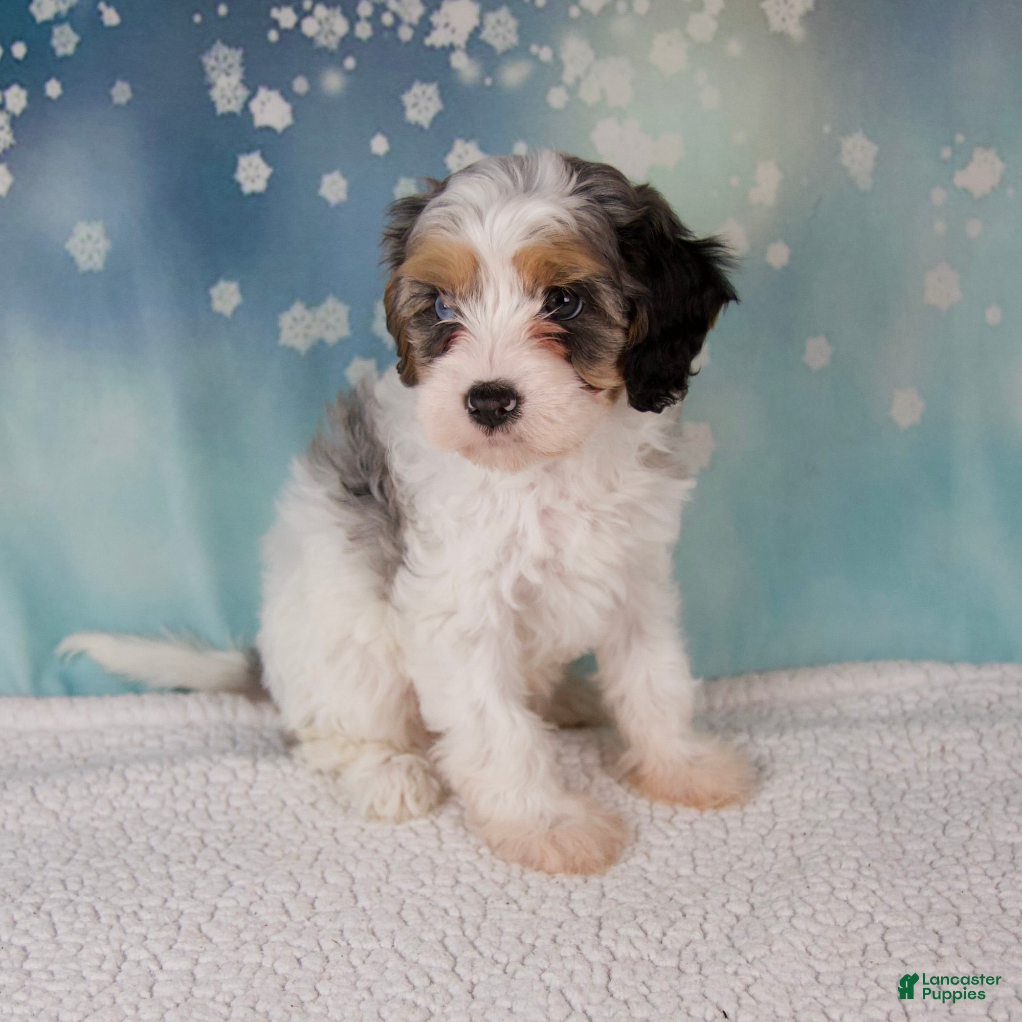 Cavapoo dogs Maggie - Ad 2