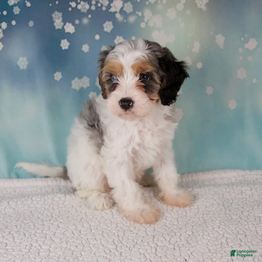 Cavapoo dogs for sale: Maggie - Ad 2