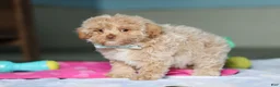 Mixed Breed dogs for sale: Sampson - Ad 7