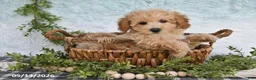 Bichpoo dogs for sale: Hazel - Ad 2