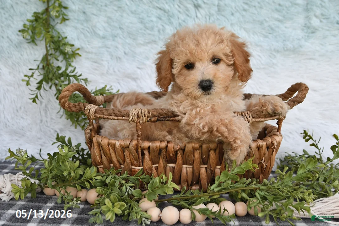 Bichpoo dogs for sale: Hazel - Ad 2