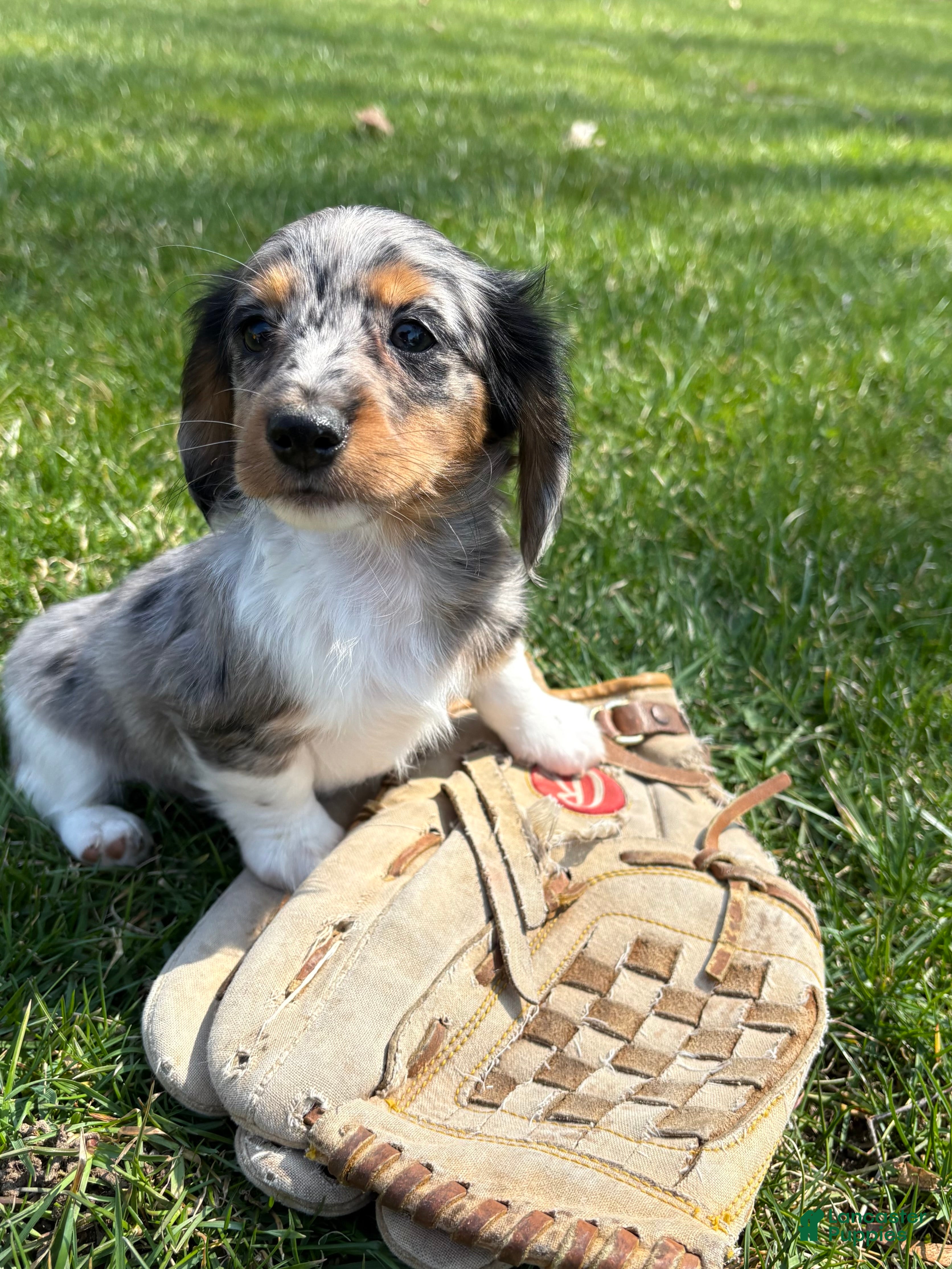 Dachshund dogs Vendo - Ad 2