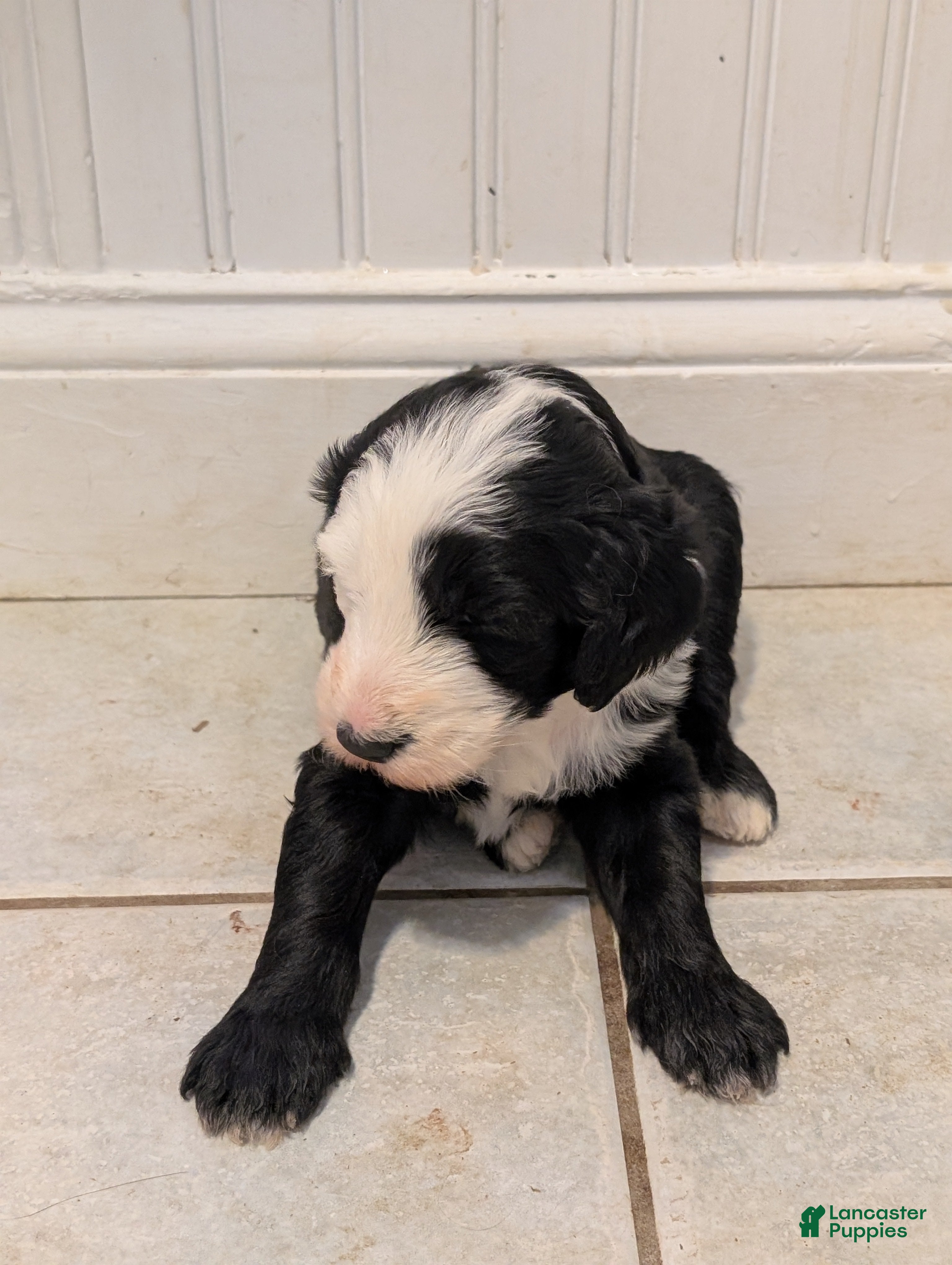 Sheepadoodle dogs Sheepadoodle Puppy 4 - Ad 6