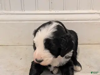 Sheepadoodle dogs Sheepadoodle Puppy 4 - Ad 4