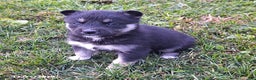 Gerberian Shepsky dogs for sale: Bear - Ad 3