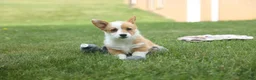 Welsh Corgi Pembroke dogs for sale: Dixie 🐶💖 - Ad 10
