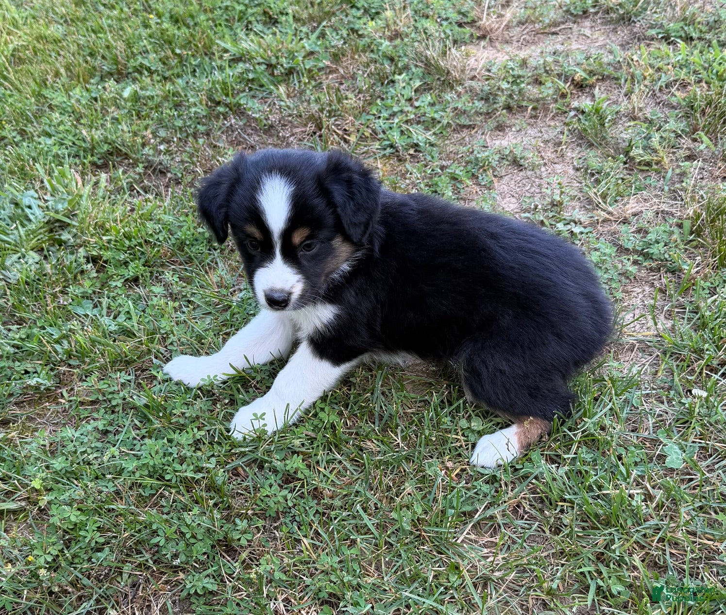 Australian Shepherd dogs Daisy - Ad 2