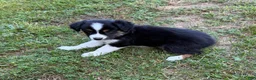 Australian Shepherd dogs for sale: Daisy - Ad 2