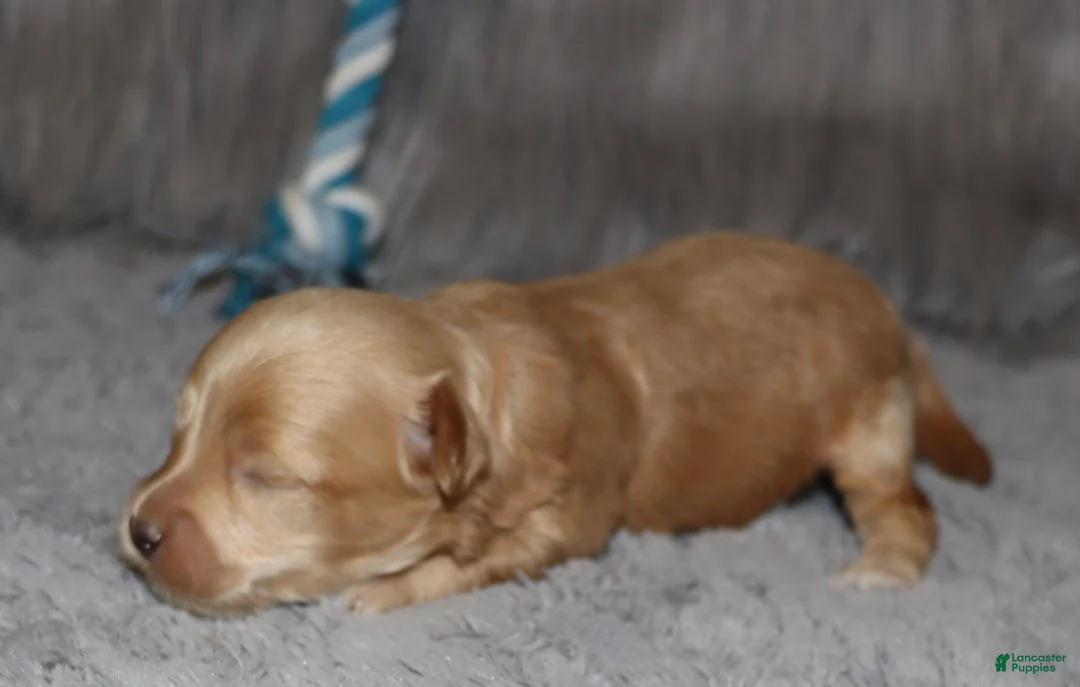 Havapoo dogs for sale: Asher 👨‍👨‍👦‍👦💞🐕 Miniature - Ad 15