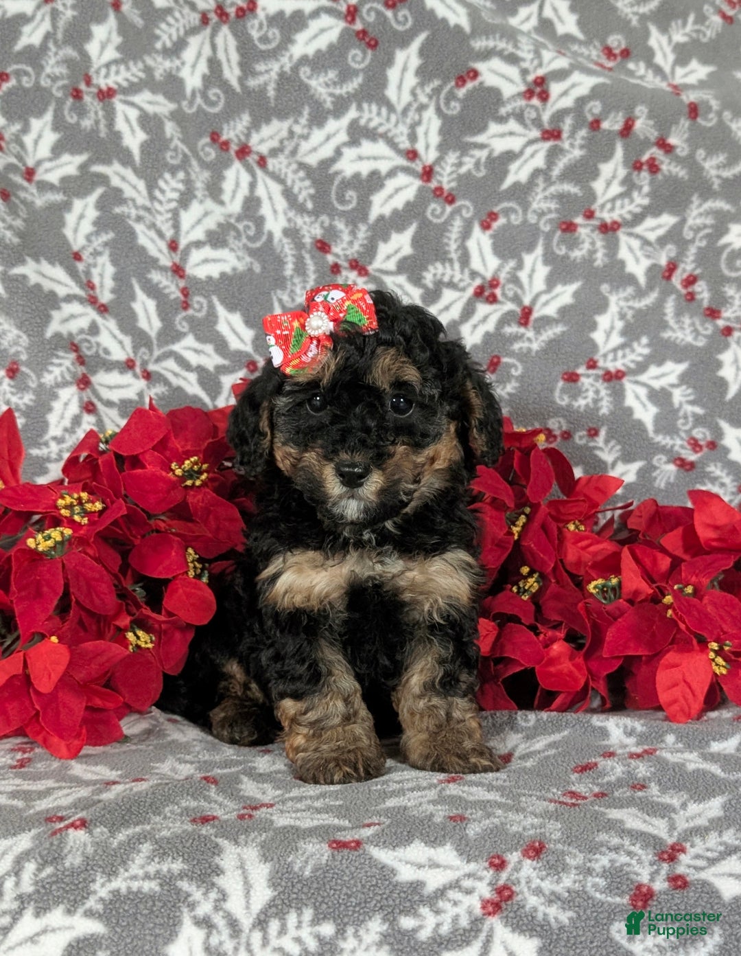 Havapoo dogs for sale: Camila Ready for Christmas!! - Ad 3
