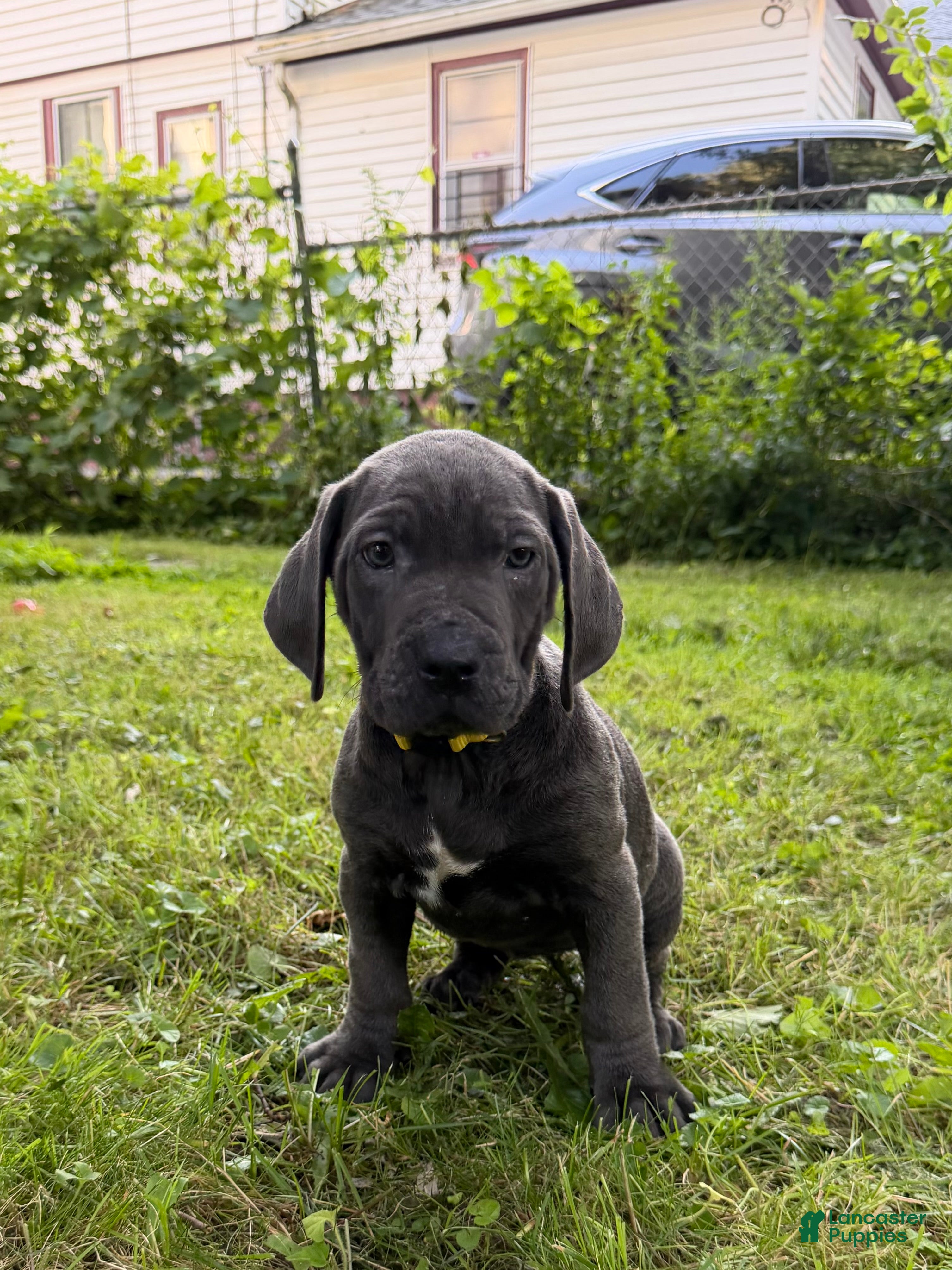 Cane Corso dogs Cane Corso 3 - Ad 2