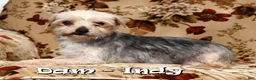 Morkie dogs for sale: Daisy - Ad 10