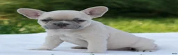 French Bulldog dogs for sale: Lindie - Ad 3