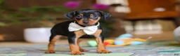 Miniature Pinscher dogs for sale: Zoe - Ad 1