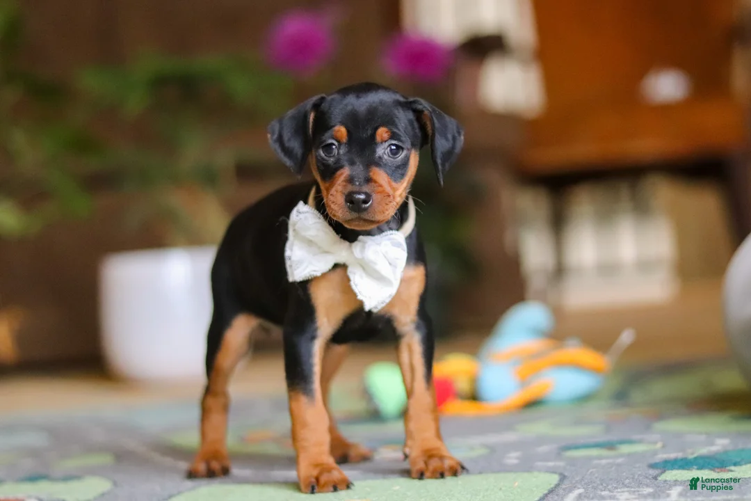 Miniature Pinscher dogs for sale: Zoe - Ad 1