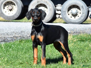 Doberman Pinscher dogs - Ad 10