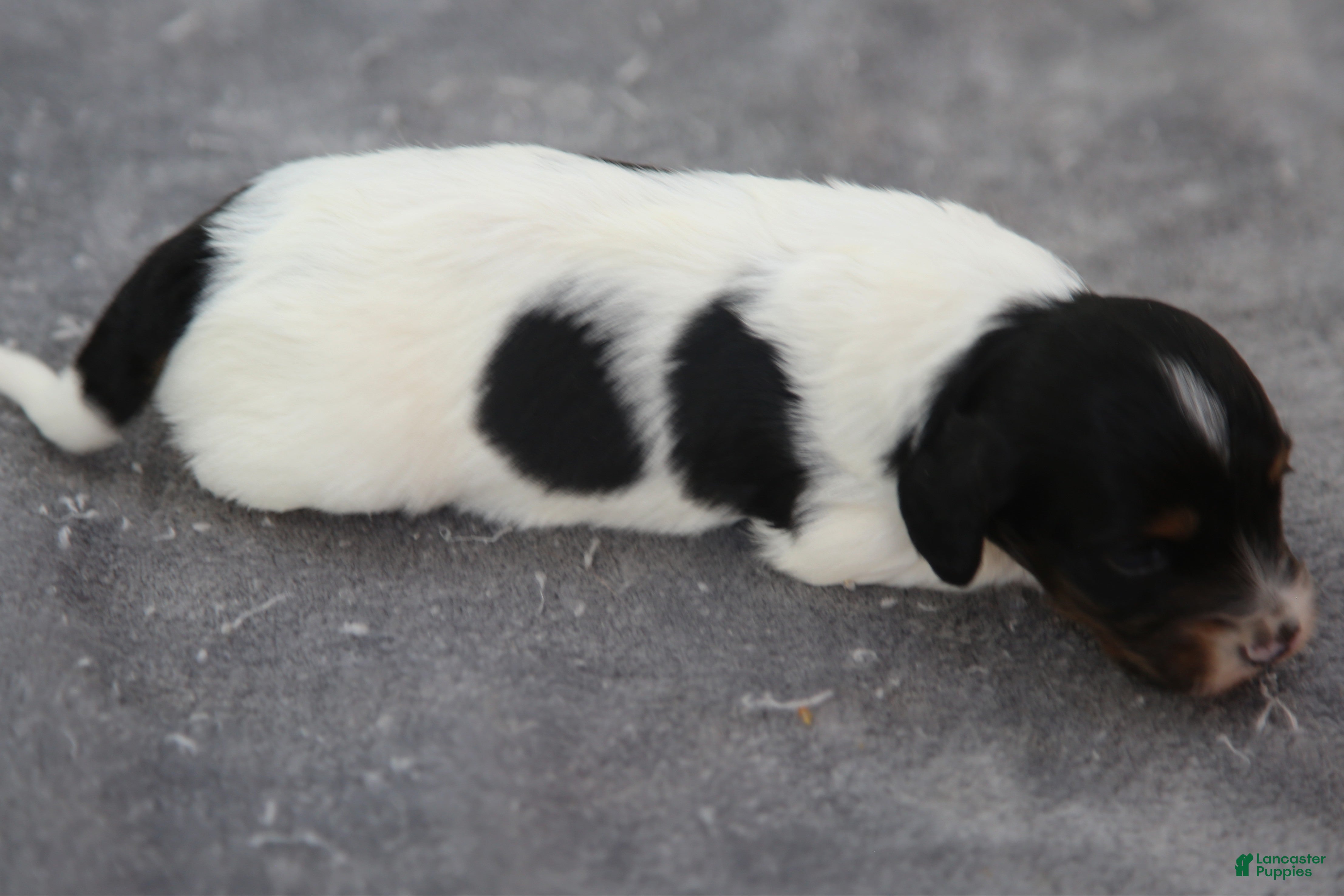 Dachshund dogs Black and Tan Piebald Male - Ad 2