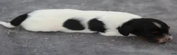 Dachshund dogs for sale: Black and Tan Piebald Male - Ad 2